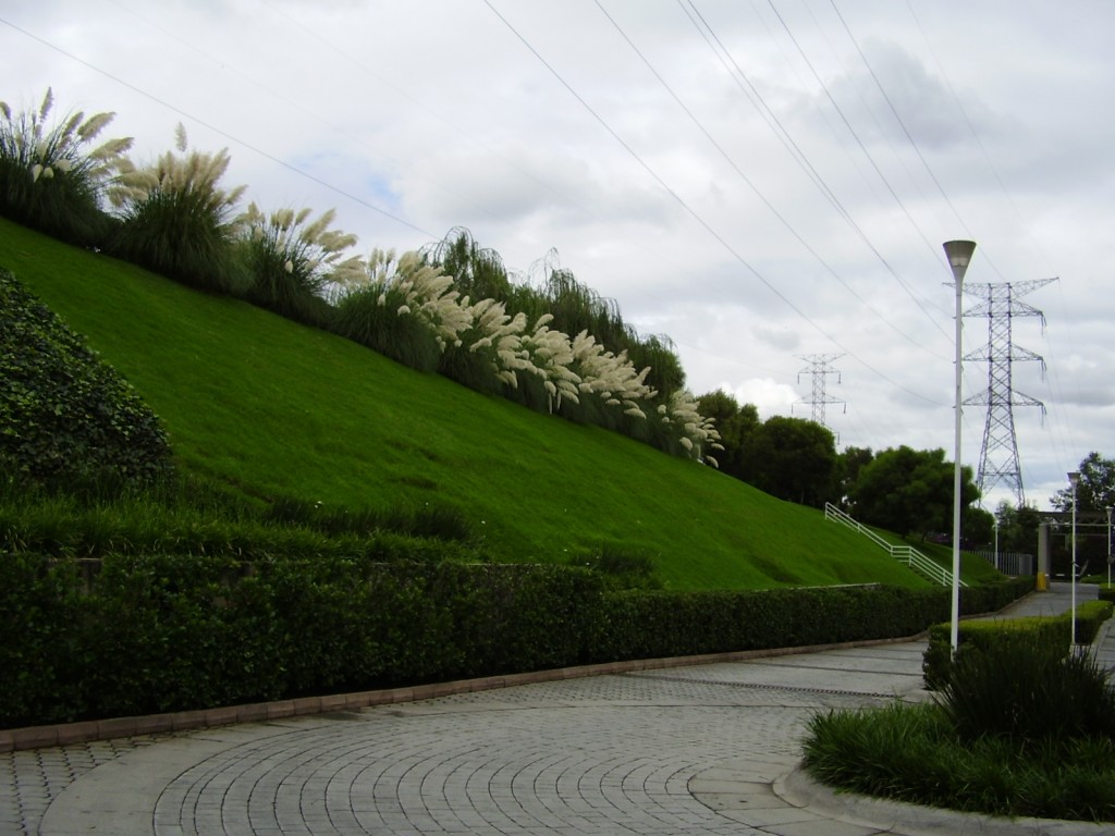 olivardelsur 016